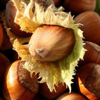 Noisetier Webb's Prize Cob - Leaderplant