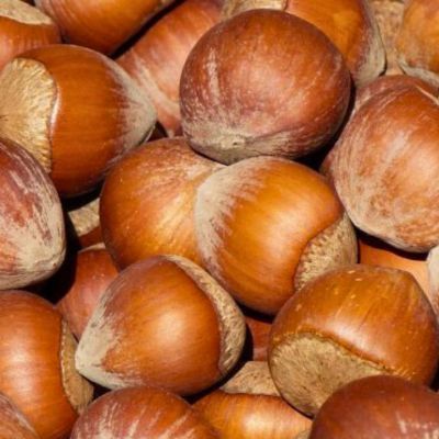 Noisetier Gentille Delle Langhe - Leaderplant