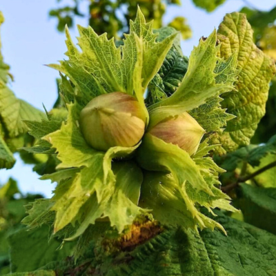 Noisetier Gentille Delle Langhe - Leaderplant