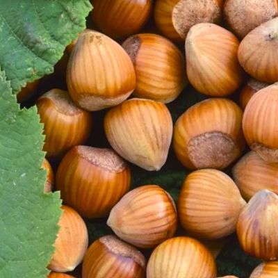 Noisetier Tonda Romana  - Leaderplant