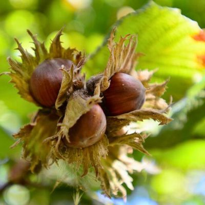 Noisetier Tonda Romana  - Leaderplant