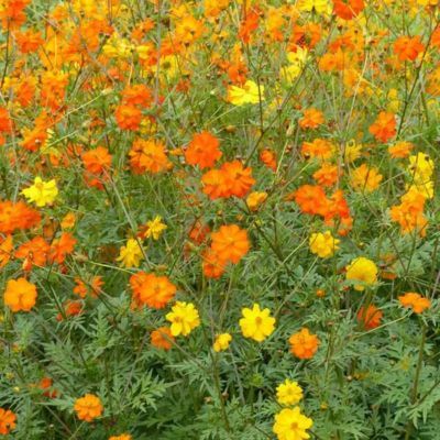 Graines mélange Cosmos Sulphureus (Ferme de Sainte Marthe) - Leaderplant