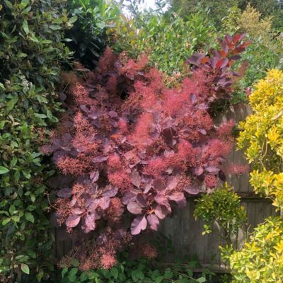 Cotinus Ruby Glow ® - Arbre à perruque - Leaderplant