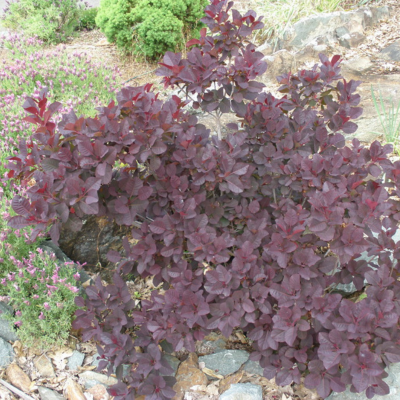 Cotinus Dusky Maiden ® - Arbre à Perruque - Leaderplant