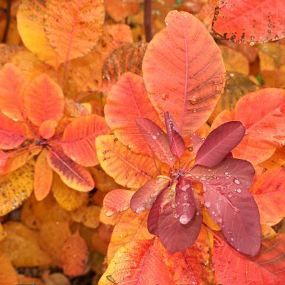 Cotinus - Arbre à perruque  - Leaderplant