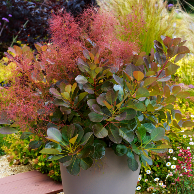 Cotinus Flamissimo ® - Arbre à Perruque - Leaderplant