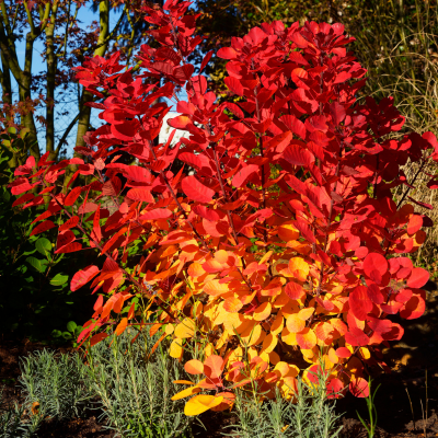 Cotinus Flamissimo ® - Arbre à Perruque - Leaderplant