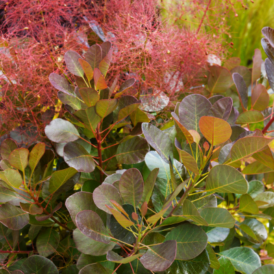 Cotinus Flamissimo ® - Arbre à Perruque - Leaderplant