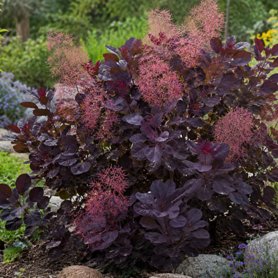 Cotinus Lilla ® - Arbre à Perruque - Leaderplant