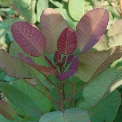 Cotinus - Arbres à perruque Old Fashioned ® - Leaderplant