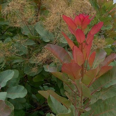 Cotinus - Arbres à perruque Old Fashioned ® - Leaderplant