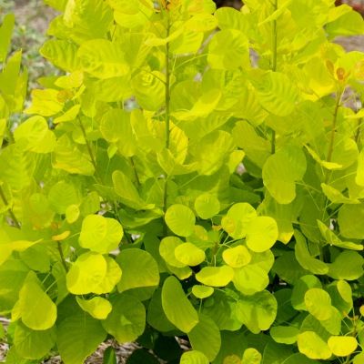 Cotinus Golden Spirit ® - Arbre à perruque - Leaderplant