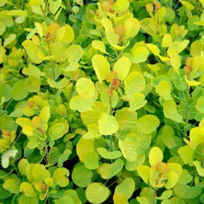 Cotinus Golden Spirit ® - Arbre à perruque - Leaderplant