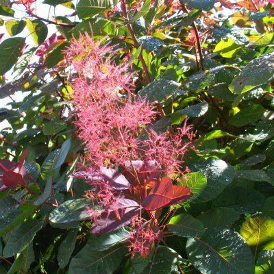 Cotinus 'Grace' - Arbre à perruque - Leaderplant