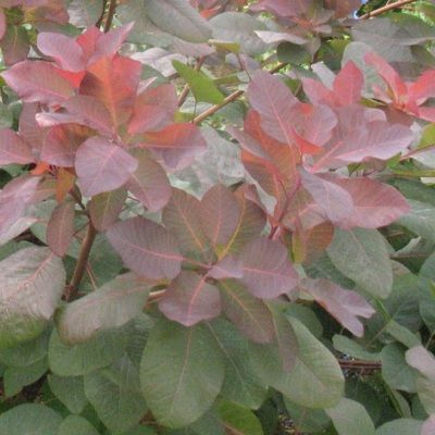 Cotinus 'Grace' - Arbre à perruque - Leaderplant