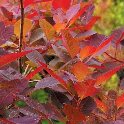 Cotinus 'Grace' - Arbre à perruque - Leaderplant
