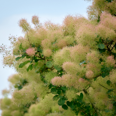 Cotinus Magical Green Fountain ® - Arbre à Perruque - Leaderplant