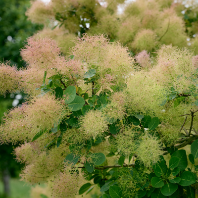 Cotinus Magical Green Fountain ® - Arbre à Perruque - Leaderplant
