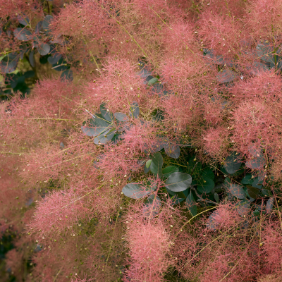 Cotinus Magical Red Fountain ® - Arbre à Perruque - Leaderplant