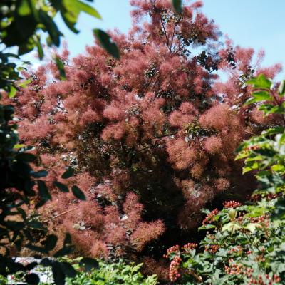 Cotinus Magical Red Fountain ® - Arbre à Perruque - Leaderplant