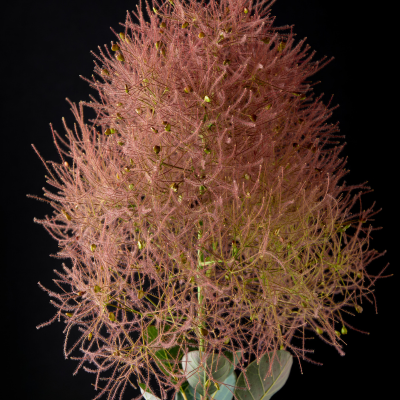 Cotinus Magical Torch ® - Arbre à Perruque - Leaderplant