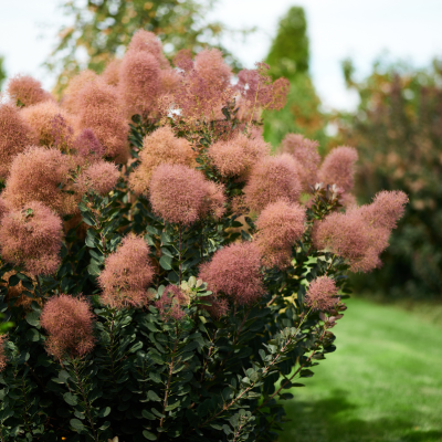 Cotinus Magical Torch ® - Arbre à Perruque - Leaderplant