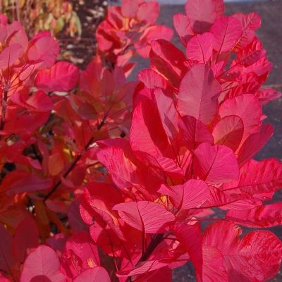 Cotinus - Arbres à perruque Old Fashioned ® - Leaderplant