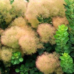 Cotinus 'Young Lady' ® - Arbre à Perruque - Leaderplant