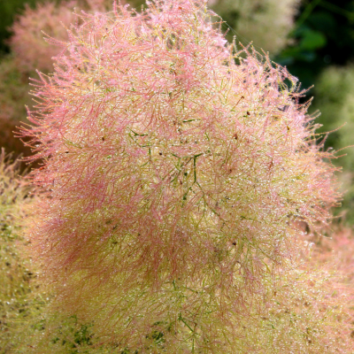 Cotinus Young Lady ® - Arbre à Perruque - Leaderplant