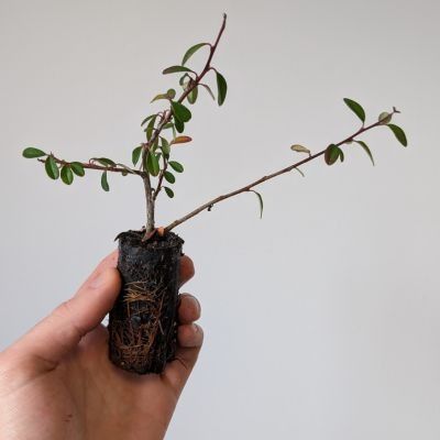 Cotoneaster rampant Eichholz en mini-motte - Leaderplant