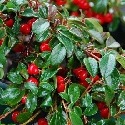 Cotoneaster rampant Major - Leaderplant