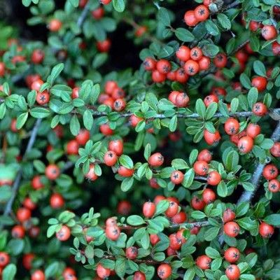 Cotoneaster rampant Coral Beauty - Leaderplant