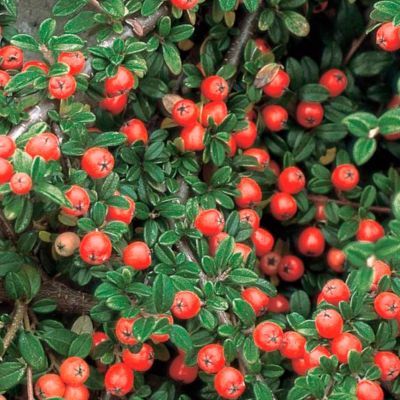 Cotoneaster rampant Eichholz en mini-motte - Leaderplant