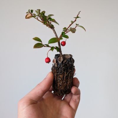 Cotoneaster rampant Major en mini-motte - Leaderplant