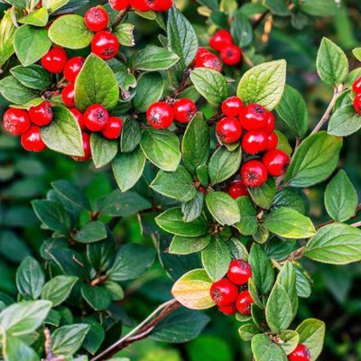 Cotoneaster rampant dammeri en mini-motte - Leaderplant