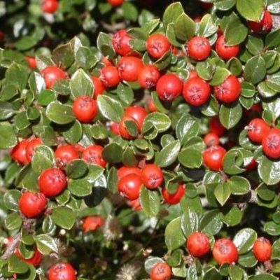 Cotoneaster rampant dammeri - Leaderplant