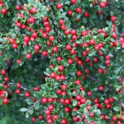 Cotoneaster rampant Eichholz - Leaderplant