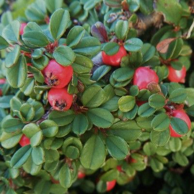 Cotoneaster rampant Streib's Findling - Leaderplant