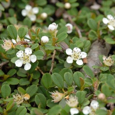 Cotoneaster rampant Streib's Findling - Leaderplant