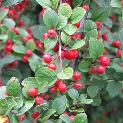 Cotoneaster francheti pour Haie - Leaderplant