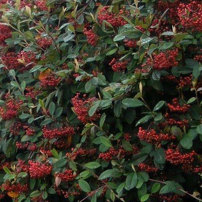 Cotoneaster francheti pour Haie - Leaderplant