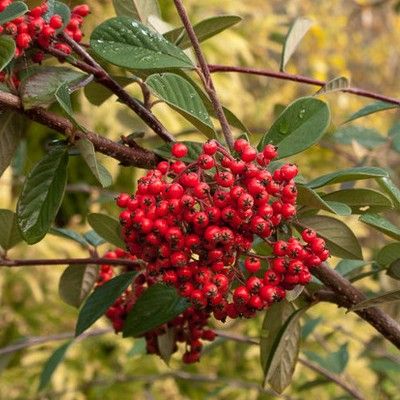 Cotoneaster laiteux pour Haie - Leaderplant