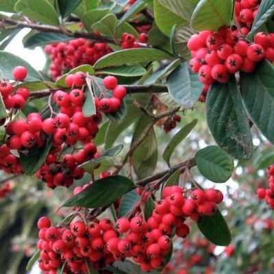 Cotoneaster laiteux pour Haie - Leaderplant