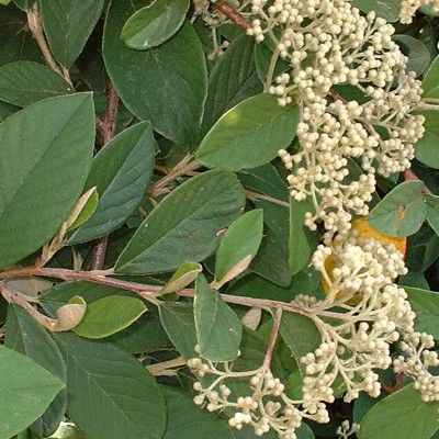 Cotoneaster laiteux pour Haie - Leaderplant