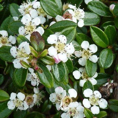Cotoneaster rampant Major - Leaderplant