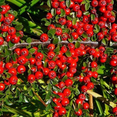 Cotoneaster rampant Skogolmen - Leaderplant