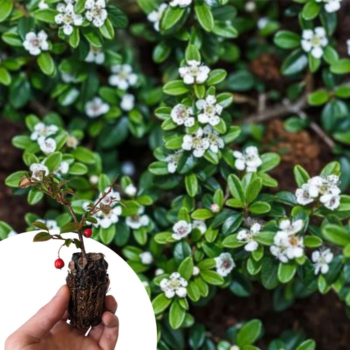 Cotoneaster rampant Major en mini-motte - Leaderplant
