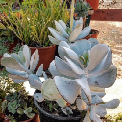 Cotyledon orbiculata Gray - Leaderplant
