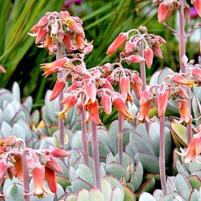 Cotyledon orbiculata Gray - Leaderplant