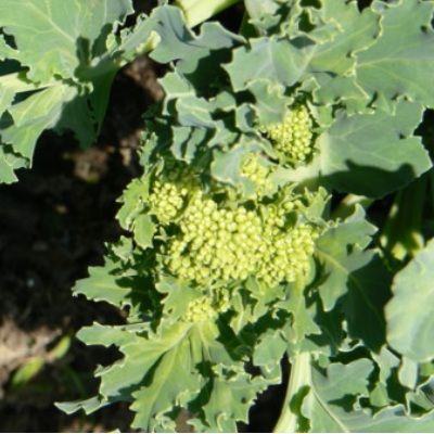 Crambe maritime - Chou Marin - Leaderplant